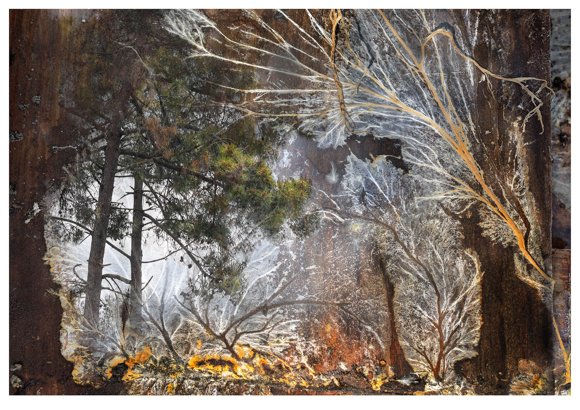 Photographed white wood fungus with overlaid pine trees make this composite photograph form a new fantasy forest landscape